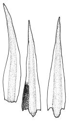 Archidium elatum, three perichaetial leaves. Drawn from isotype, H.B. Matthews s.n., Jan. 1931, CHR 500984.
 Image: R.C. Wagstaff © Landcare Research 2014 